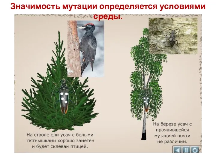 Значимость мутации определяется условиями среды.