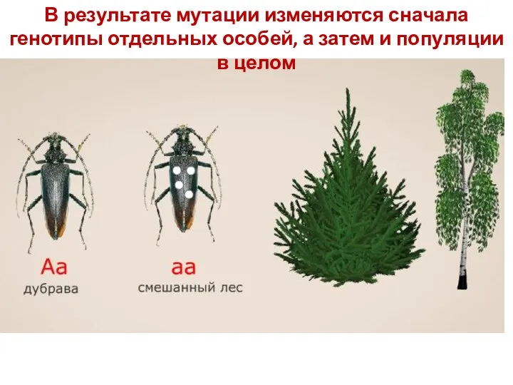 В результате мутации изменяются сначала генотипы отдельных особей, а затем и популяции в целом