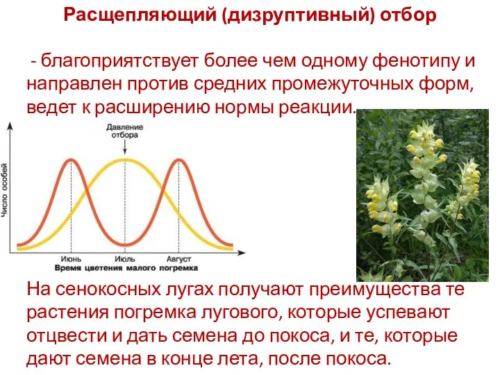 Расщепляющий (дизруптивный) отбор - благоприятствует более чем одному фенотипу и