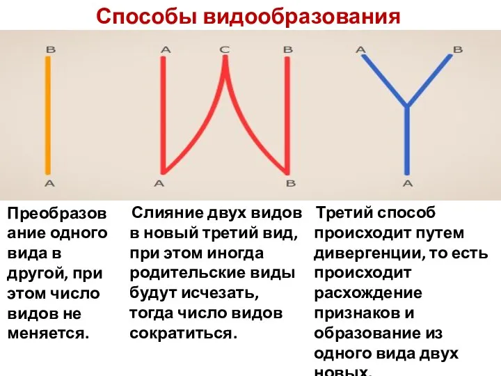 Способы видообразования Преобразование одного вида в другой, при этом число