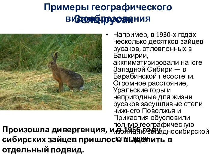Заяц-русак Например, в 1930-х годах несколько десятков зайцев-русаков, отловленных в