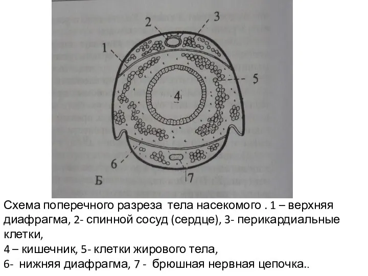 Схема поперечного разреза тела насекомого . 1 – верхняя диафрагма,