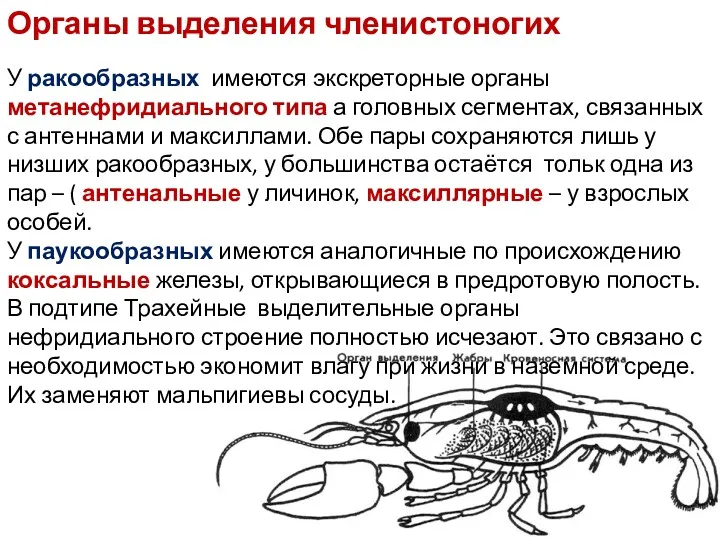 Органы выделения членистоногих У ракообразных имеются экскреторные органы метанефридиального типа