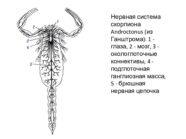 Нервная система скорпиона Androctonus (из Ганштрома): 1 - глаза, 2