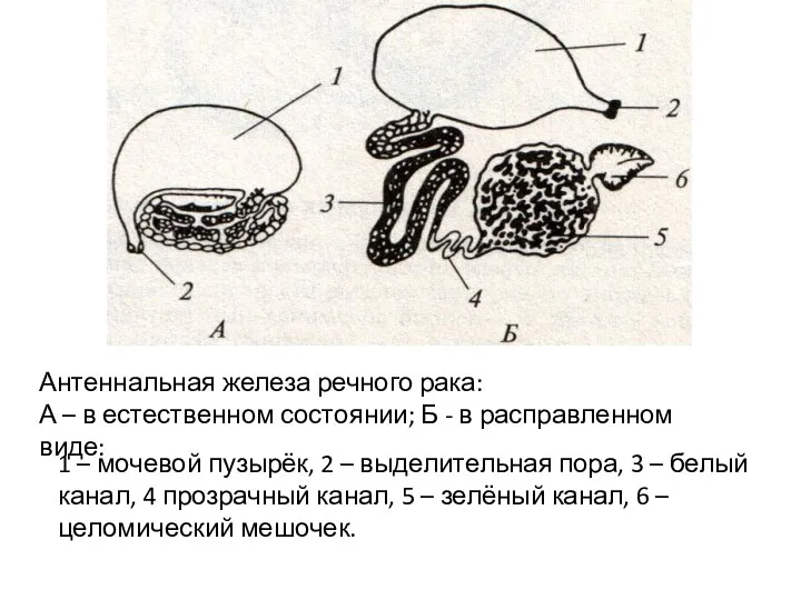 1 – мочевой пузырёк, 2 – выделительная пора, 3 –