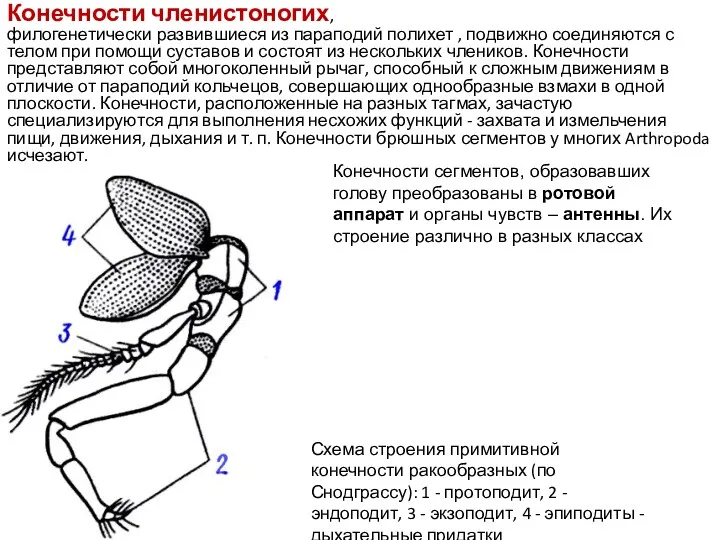 Конечности членистоногих, филогенетически развившиеся из параподий полихет , подвижно соединяются