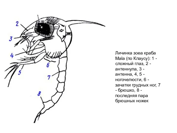 Личинка зоеа краба Mala (по Клаусу): 1 - сложный глаз,