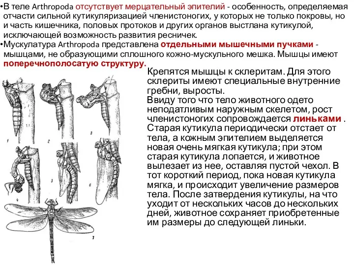 В теле Arthropoda отсутствует мерцательный эпителий - особенность, определяемая отчасти