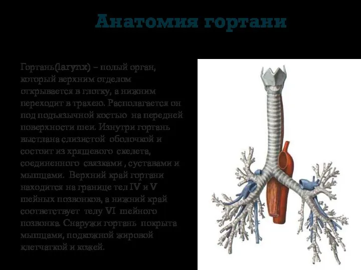 Анатомия гортани Гортань(larynx) – полый орган, который верхним отделом открывается