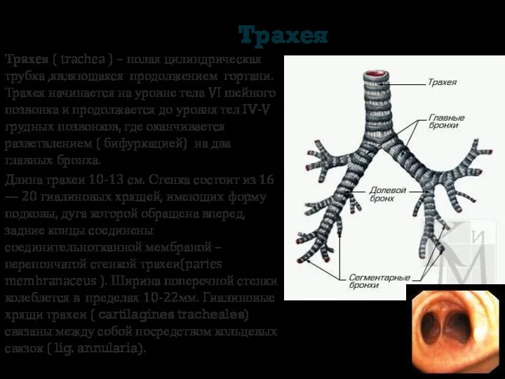 Трахея Трахея ( trachea ) – полая цилиндрическая трубка ,являющаяся продолжением гортани. Трахея