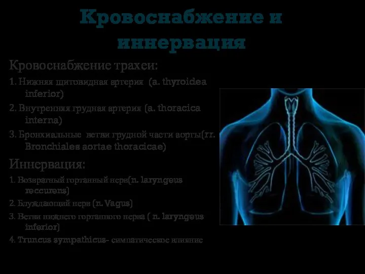 Кровоснабжение и иннервация Кровоснабжение трахеи: 1. Нижняя щитовидная артерия (a. thyroidea inferior) 2.