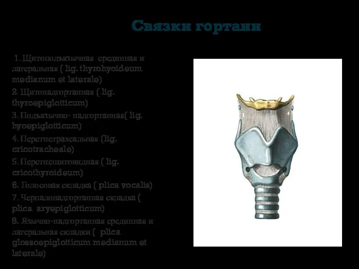 Связки гортани 1. Щитоподъязычная срединная и латеральная ( lig. thyrohyoideum medianum et laterale)