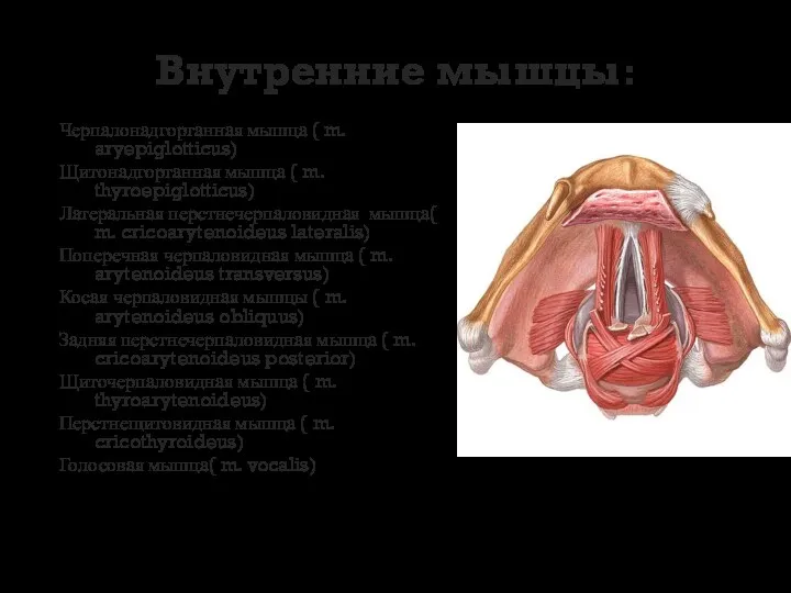 Внутренние мышцы: Черпалонадгортанная мышца ( m. aryepiglotticus) Щитонадгортанная мышца ( m. thyroepiglotticus) Латеральная