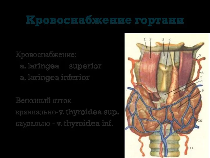 Кровоснабжение гортани Кровоснабжение: a. laringea superior a. laringea inferior Венозный отток краниально-v. thyroidea