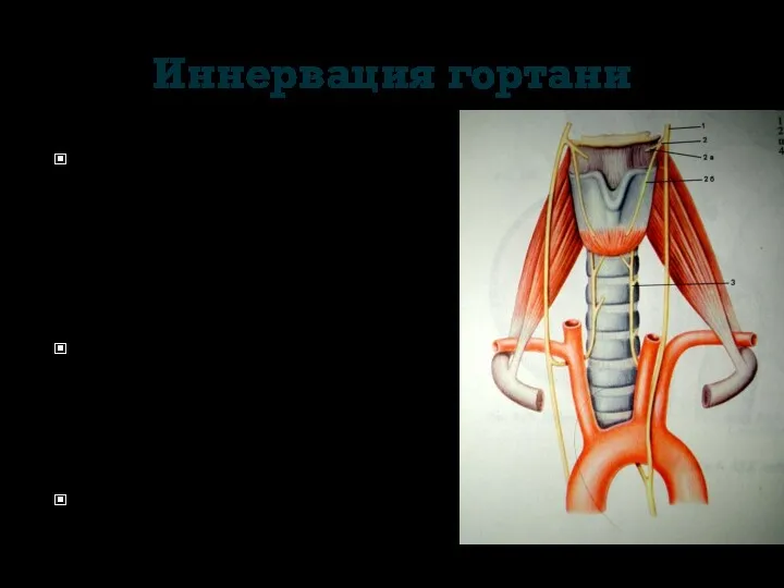 Иннервация гортани Симпатическая- от верхнего шейного узла и шейно-грудного узла- gangl. cervicothoracicum (
