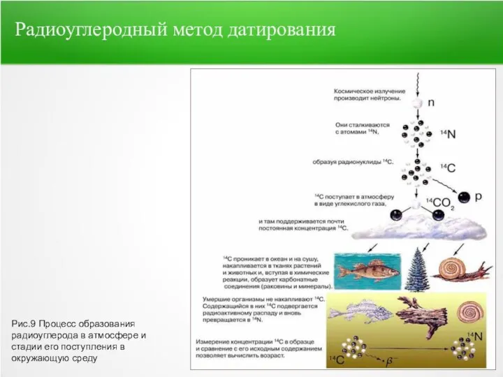 Рис.9 Процесс образования радиоуглерода в атмосфере и стадии его поступления в окружающую среду Радиоуглеродный метод датирования