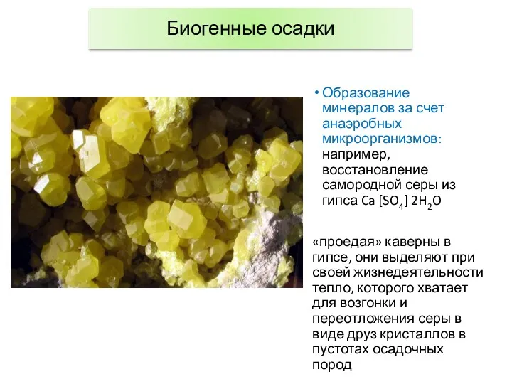 Биогенные осадки Образование минералов за счет анаэробных микроорганизмов: например, восстановление