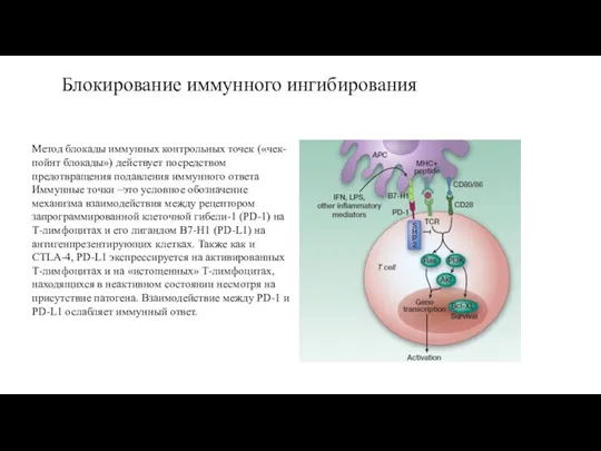 Метод блокады иммунных контрольных точек («чек-пойнт блокады») действует посредством предотвращения