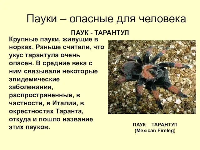 Пауки – опасные для человека ПАУК - ТАРАНТУЛ Крупные пауки,