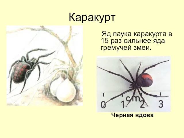 Каракурт Яд паука каракурта в 15 раз сильнее яда гремучей змеи. Черная вдова