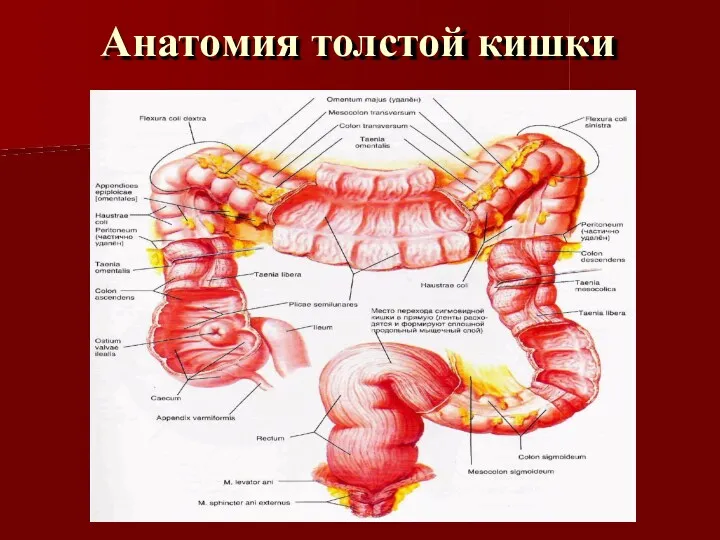 Анатомия толстой кишки