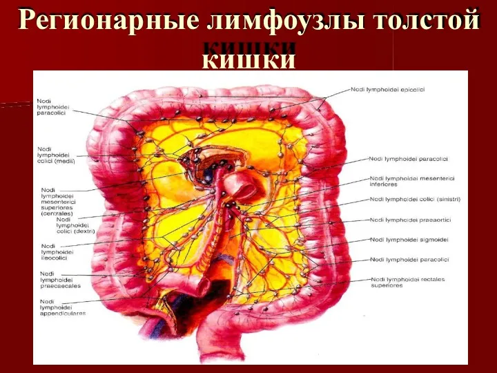 Регионарные лимфоузлы толстой кишки