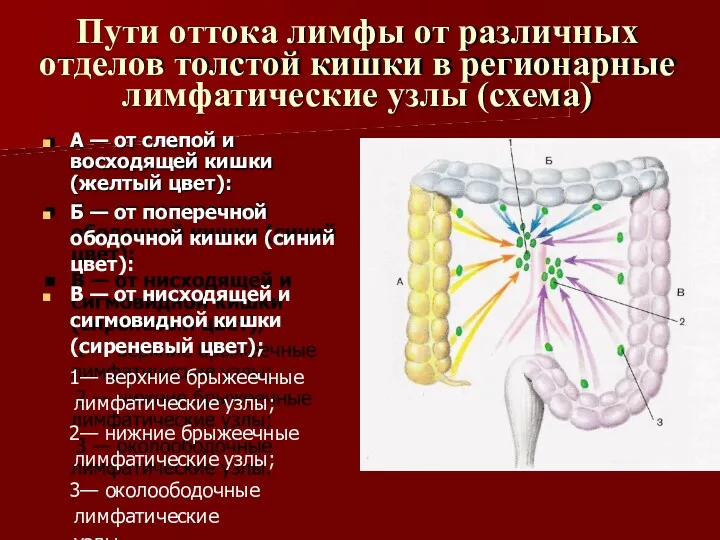 Пути оттока лимфы от различных отделов толстой кишки в регионарные