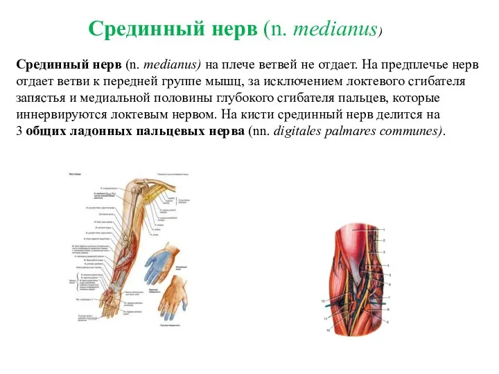 Срединный нерв (n. medianus) на плече ветвей не отдает. На