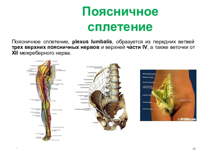 * Поясничное сплетение Поясничное сплетение, plexus lumbalis, образуется из передних