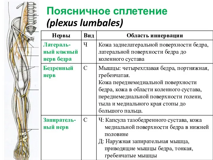 Поясничное сплетение (plexus lumbales)