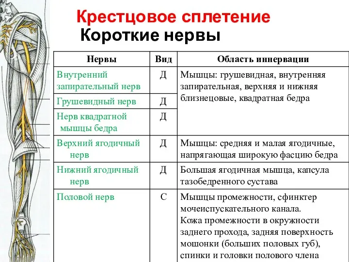 Крестцовое сплетение Короткие нервы