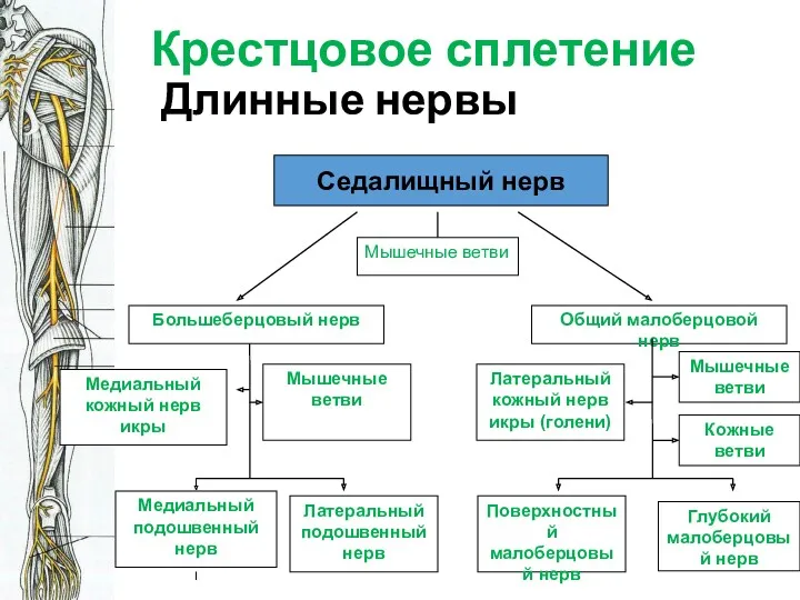 Крестцовое сплетение Длинные нервы Седалищный нерв Глубокий малоберцовый нерв Медиальный кожный нерв икры