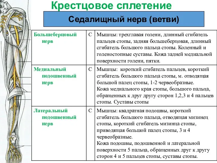 Крестцовое сплетение Седалищный нерв (ветви)