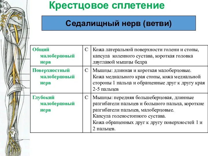 Крестцовое сплетение Седалищный нерв (ветви)