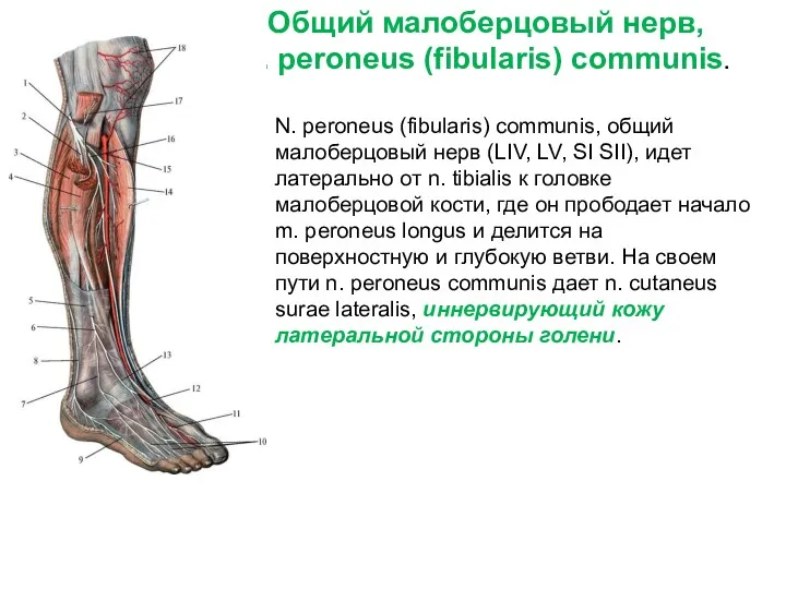 Общий малоберцовый нерв, n. peroneus (fibularis) communis. N. peroneus (fibularis)