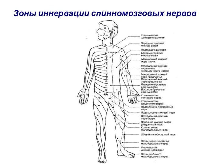 Зоны иннервации спинномозговых нервов