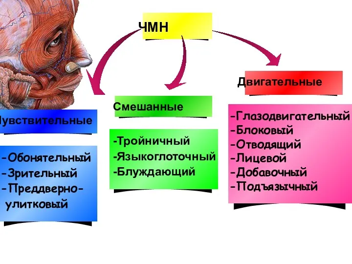 ЧМН Чувствительные Смешанные Двигательные -Обонятельный -Зрительный -Преддверно- улитковый -Тройничный -Языкоглоточный