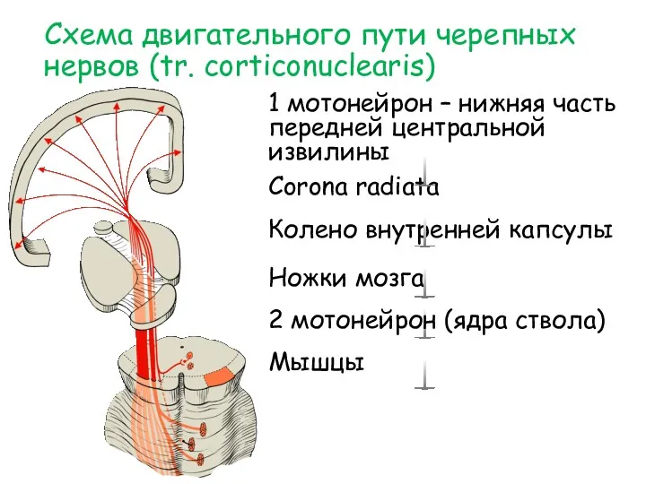 Схема двигательного пути черепных нервов (tr. corticonuclearis) 1 мотонейрон –