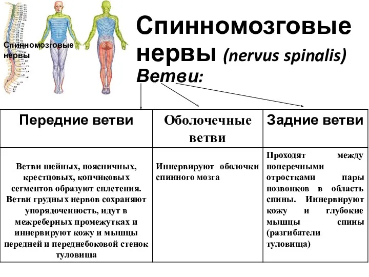 Спинномозговые нервы (nervus spinalis) Ветви: Спинномозговые нервы