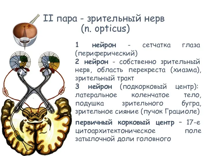 II пара - зрительный нерв (n. opticus) 1 нейрон -