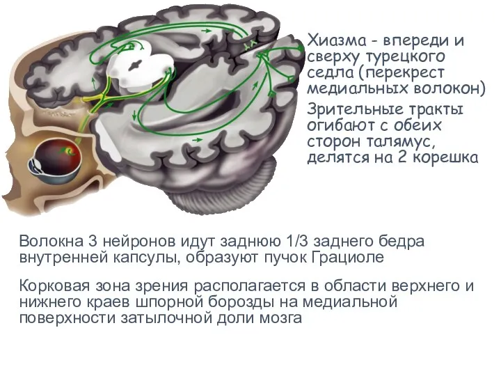 Хиазма - впереди и сверху турецкого седла (перекрест медиальных волокон)