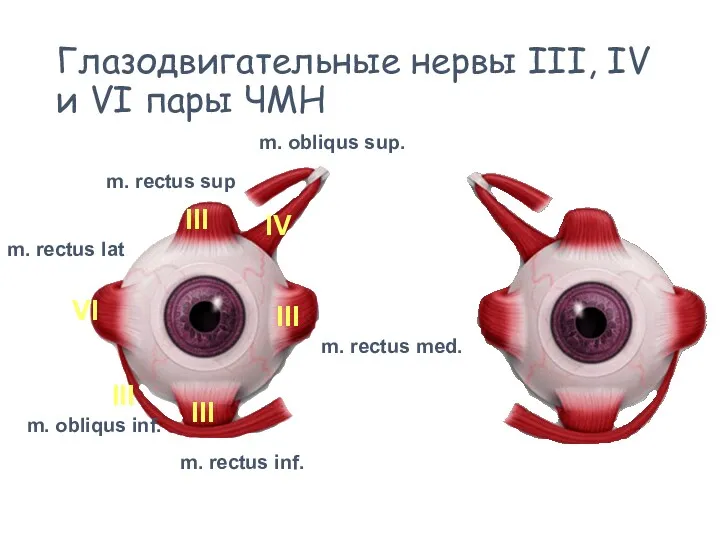 Глазодвигательные нервы III, IV и VI пары ЧМН IV m.