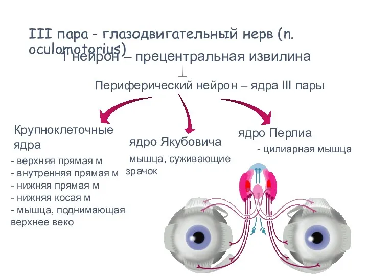 III пара - глазодвигательный нерв (n. oculomotorius) 1 нейрон –