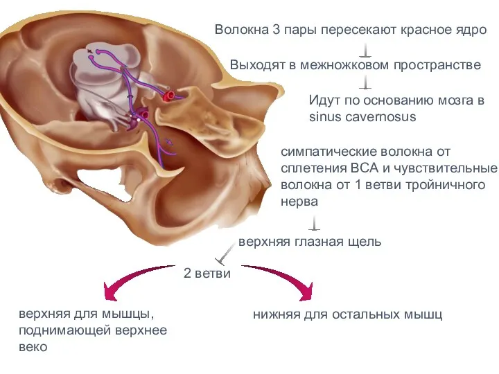 Волокна 3 пары пересекают красное ядро Выходят в межножковом пространстве