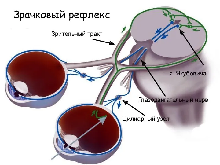 Зрительный тракт я. Якубовича Цилиарный узел Глазодвигательный нерв Зрачковый рефлекс