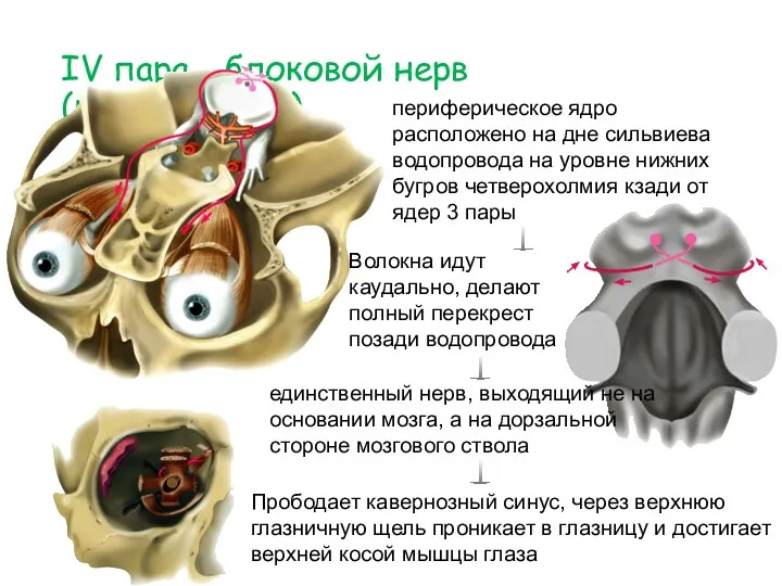 IV пара - блоковой нерв (n. trochlearis) периферическое ядро расположено