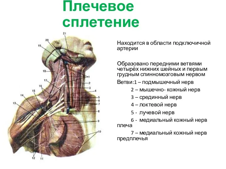 Плечевое сплетение Находится в области подключичной артерии Образовано передними ветвями