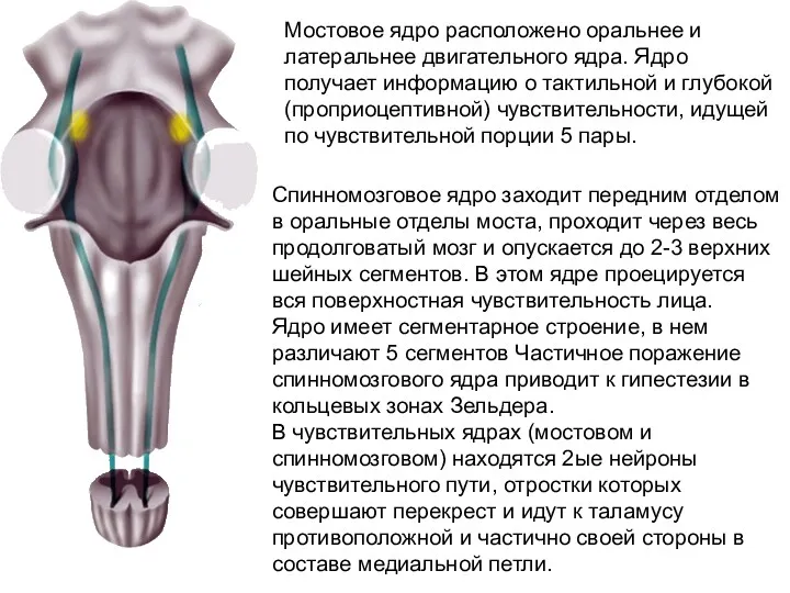 Мостовое ядро расположено оральнее и латеральнее двигательного ядра. Ядро получает