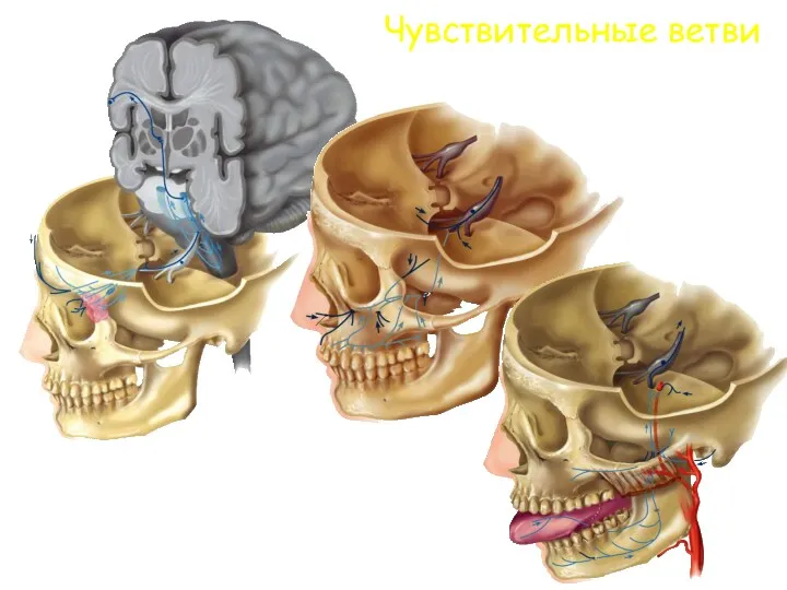 Чувствительные ветви