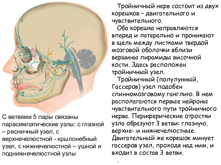 Тройничный нерв состоит из двух корешков – двигательного и чувствительного.